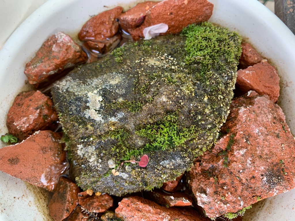 f:id:corunu:20190421233851j:plain