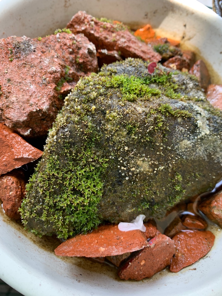 f:id:corunu:20190421234023j:plain