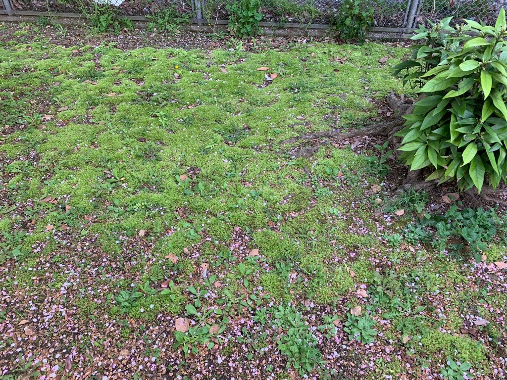 f:id:corunu:20190421234602j:plain