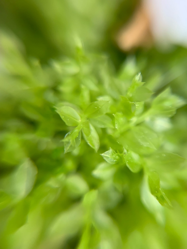 f:id:corunu:20190421235046j:plain