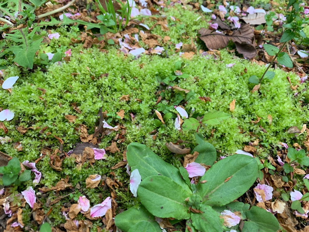 f:id:corunu:20190422112609j:plain