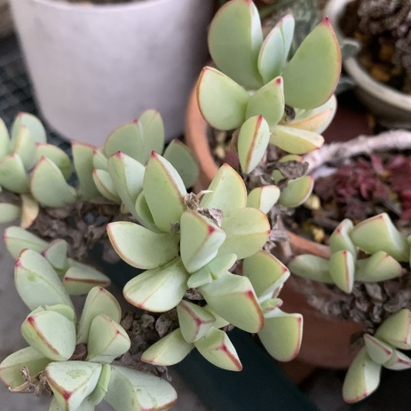 f:id:corunu:20191125200302j:plain