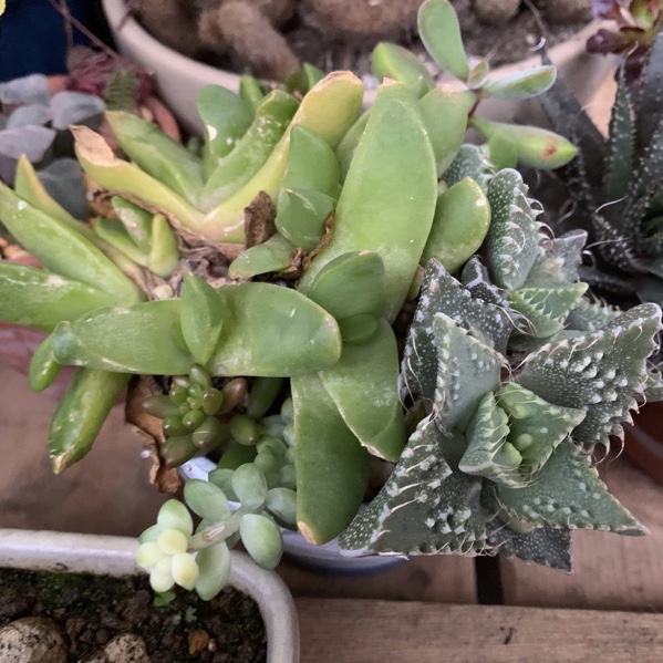 f:id:corunu:20191125200522j:plain