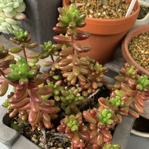 f:id:corunu:20191125201610j:plain