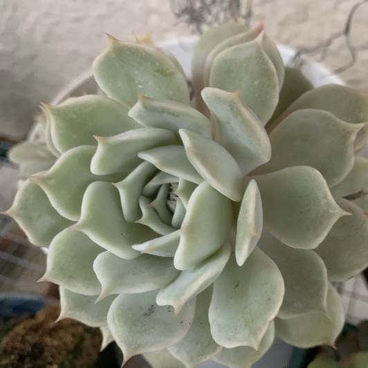 f:id:corunu:20191125201701j:plain