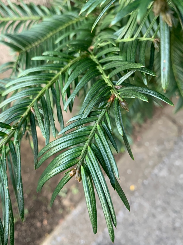 f:id:corunu:20191226180059j:plain