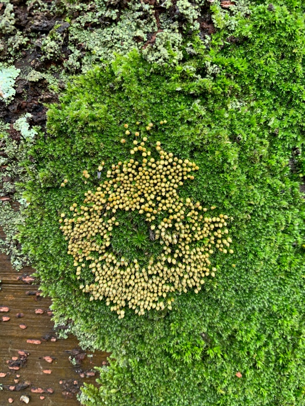 f:id:corunu:20191226180122j:plain