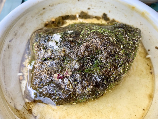 f:id:corunu:20200107174228j:plain