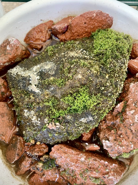 f:id:corunu:20200107174345j:plain