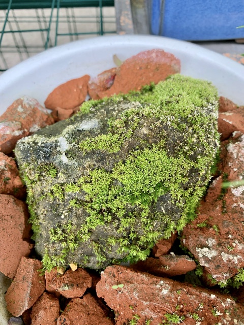 f:id:corunu:20200107174425j:plain