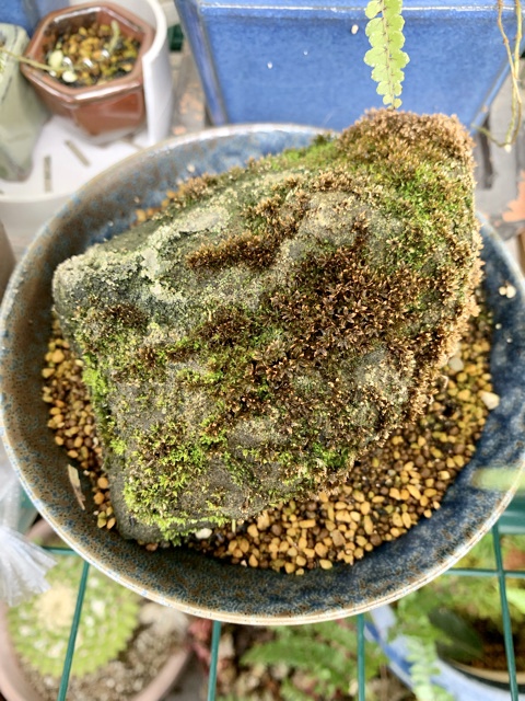 f:id:corunu:20200107174524j:plain