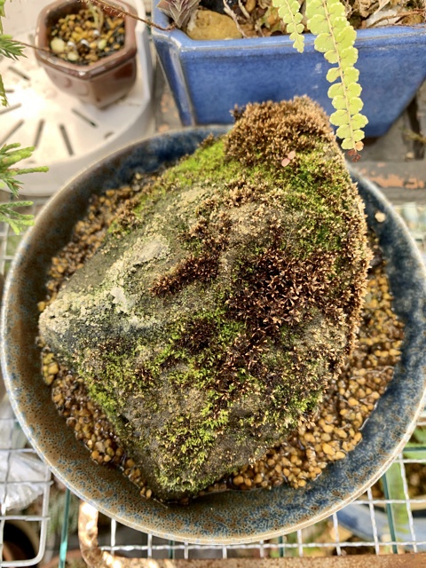 f:id:corunu:20200107174541j:plain