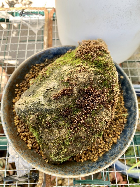 f:id:corunu:20200107174611j:plain