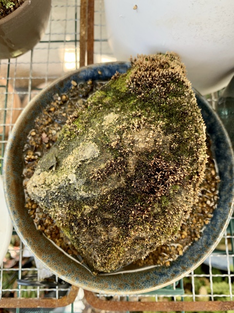 f:id:corunu:20200107174635j:plain