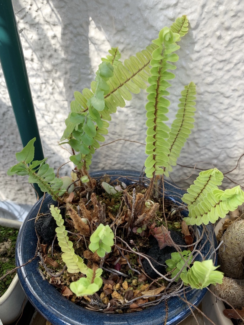 f:id:corunu:20200312131628j:plain