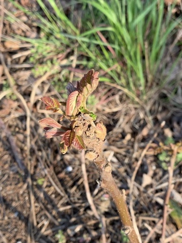 f:id:corunu:20200403195955j:plain