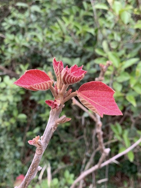 f:id:corunu:20200403200222j:plain