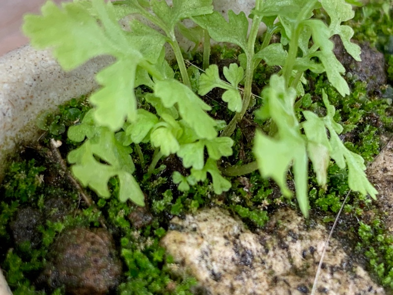 f:id:corunu:20200411191407j:plain