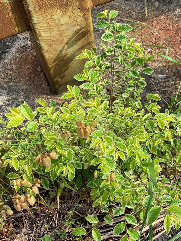 f:id:corunu:20200513120507j:plain