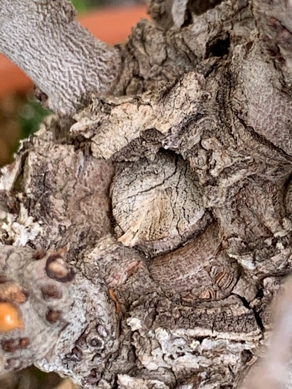 f:id:corunu:20200526194051j:plain