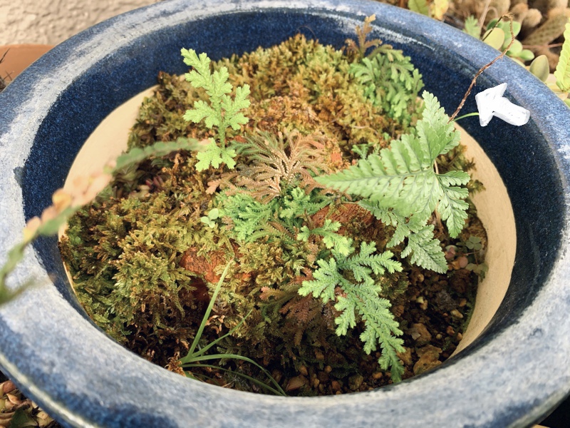 f:id:corunu:20200603183238j:plain