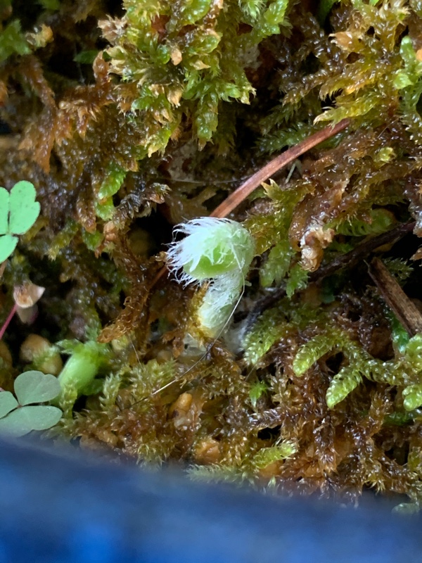 f:id:corunu:20200603183629j:plain