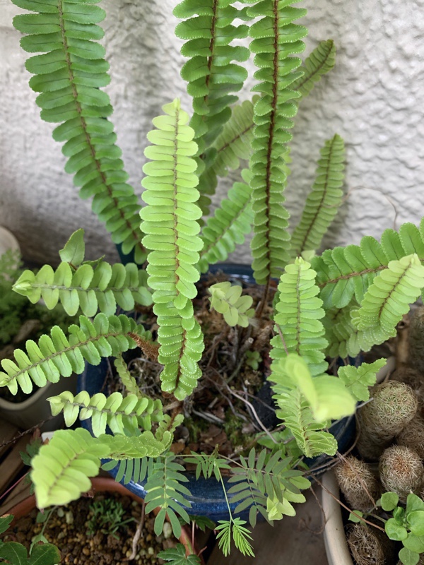 f:id:corunu:20200603183848j:plain