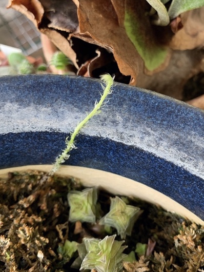 f:id:corunu:20200603185322j:plain