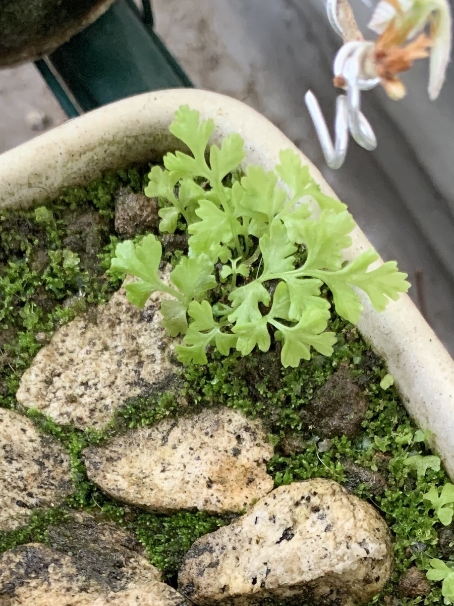 f:id:corunu:20200910191032j:plain