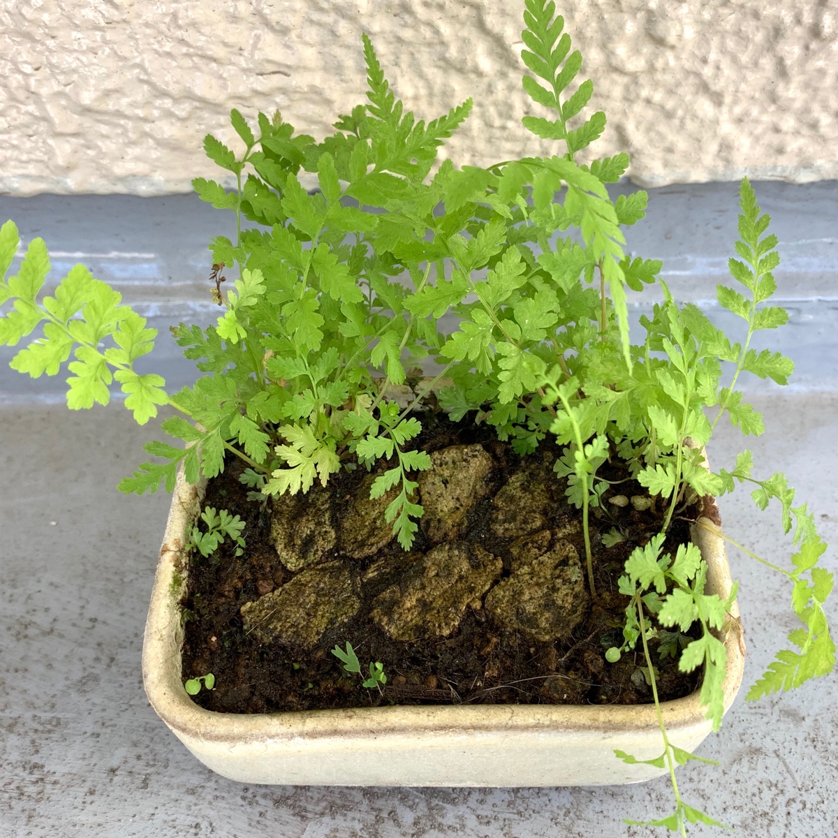 f:id:corunu:20200910191056j:plain