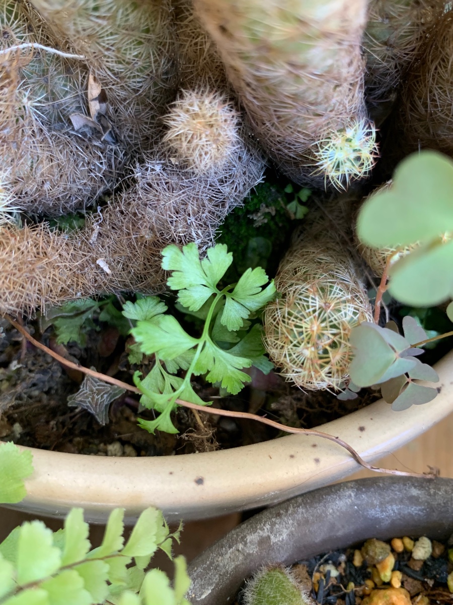 f:id:corunu:20200910191143j:plain