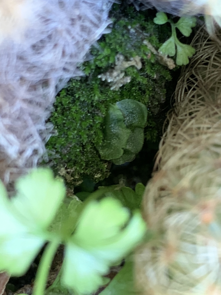 f:id:corunu:20200910200237j:plain