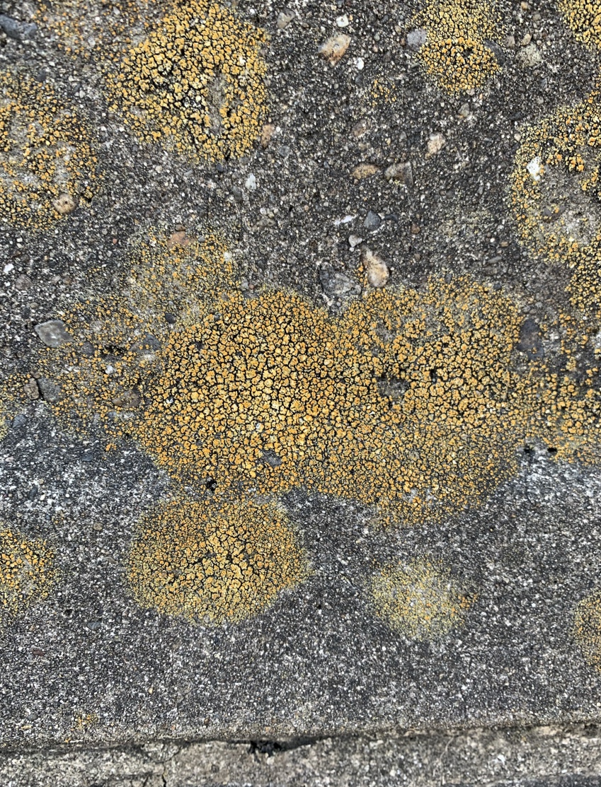 f:id:corunu:20201021155447j:plain