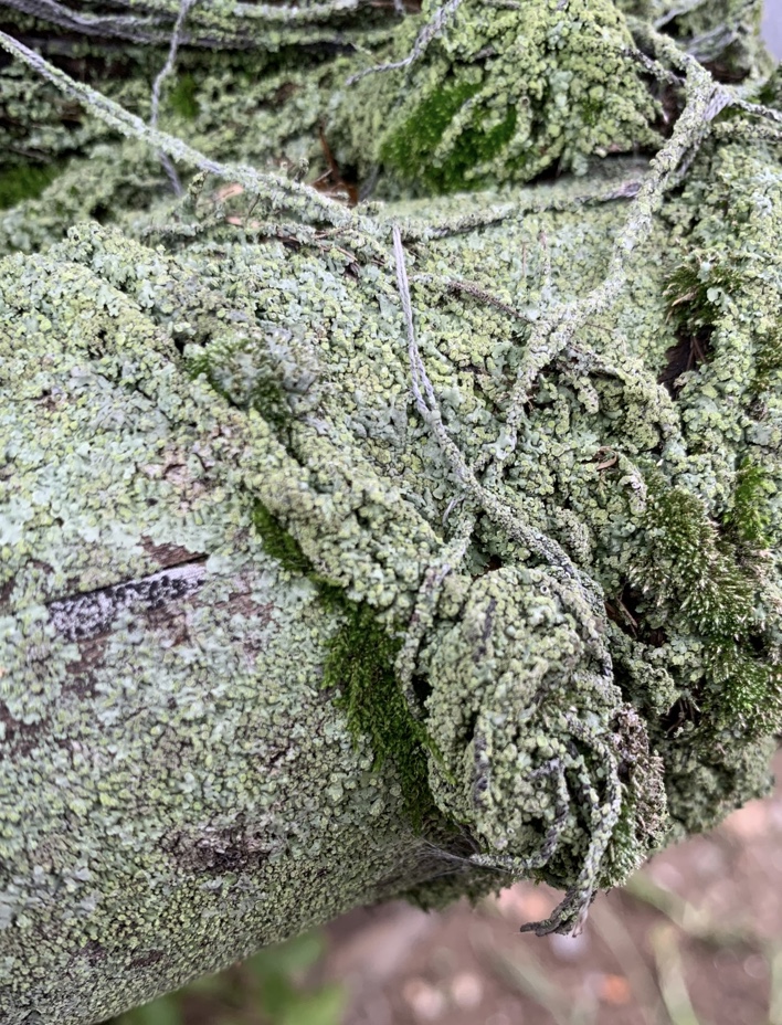 f:id:corunu:20201021155537j:plain