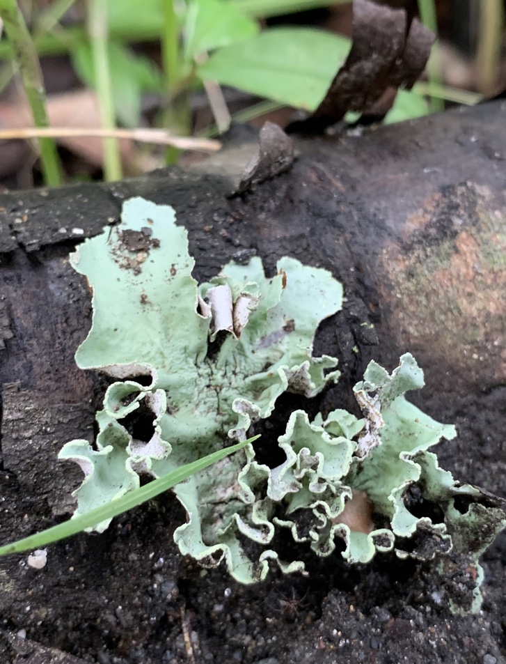 f:id:corunu:20201021155553j:plain