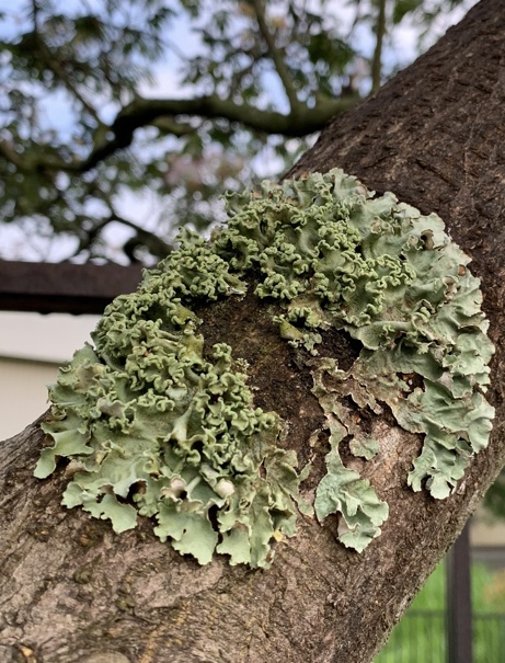 f:id:corunu:20201021155607j:plain