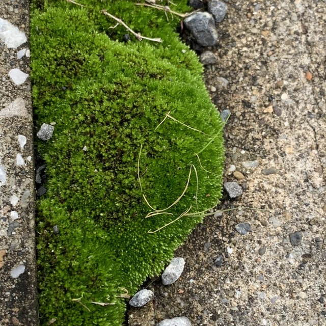 f:id:corunu:20201112185627j:plain