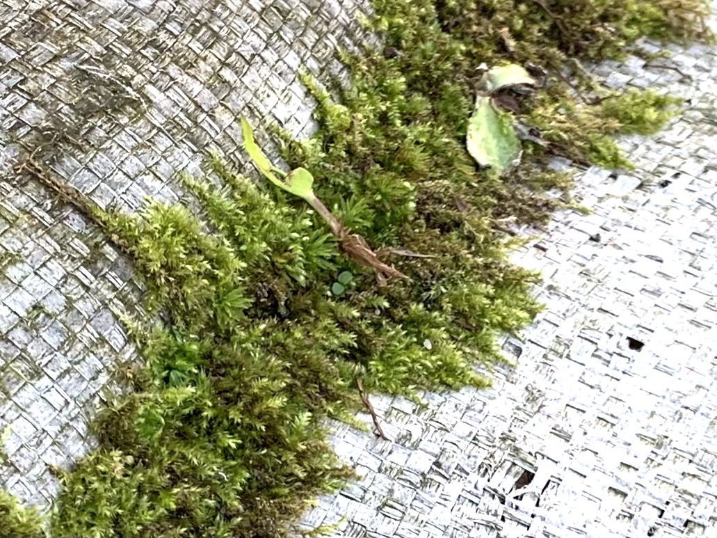 f:id:corunu:20201112185916j:plain