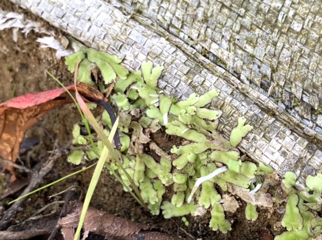 f:id:corunu:20201112185938j:plain