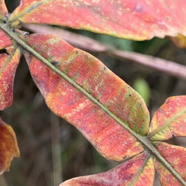 f:id:corunu:20201203191735j:plain