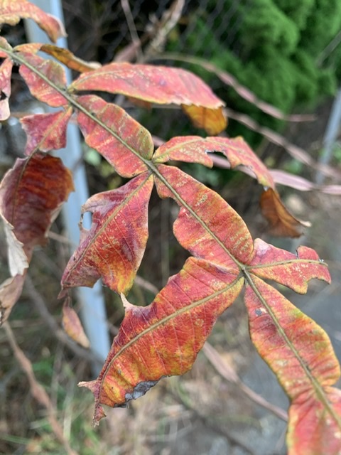 f:id:corunu:20201203192619j:plain