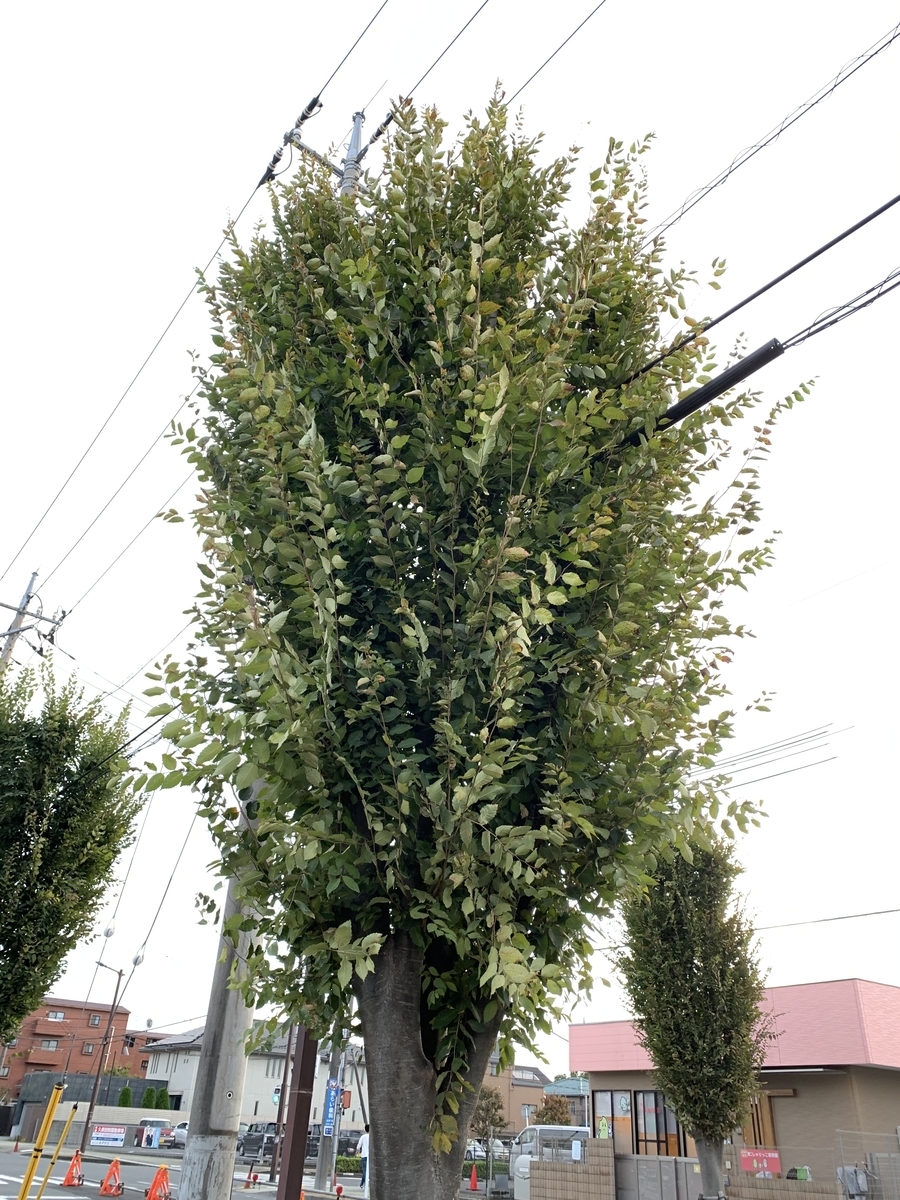 f:id:corunu:20201221130948j:plain