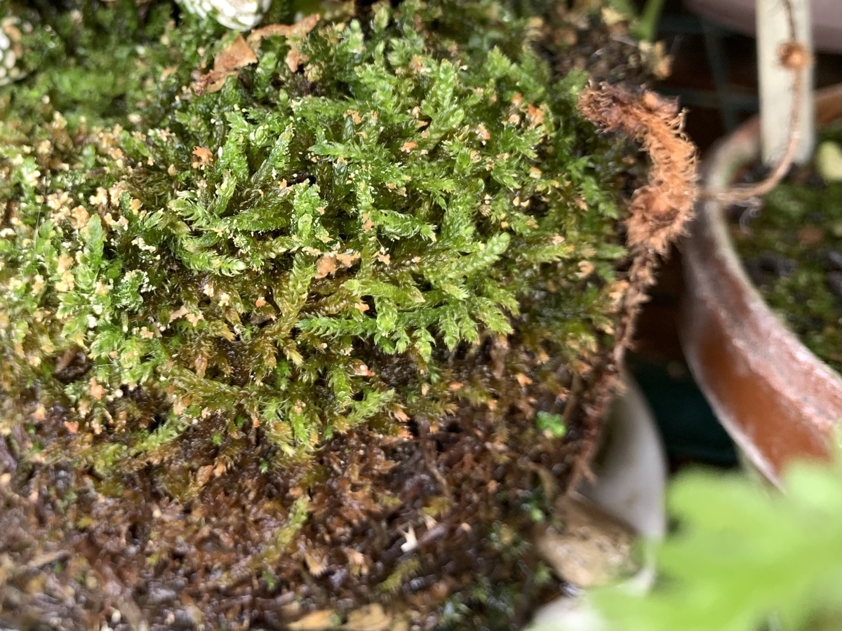 f:id:corunu:20210610203417j:plain