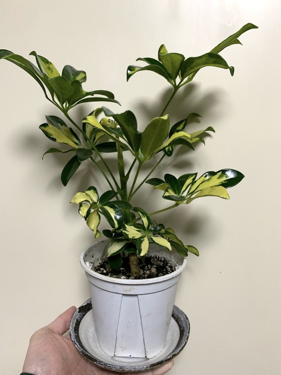 観葉植物 ヤドリフカノキ シェフレラ 宮古島 取りに来られる方のみ