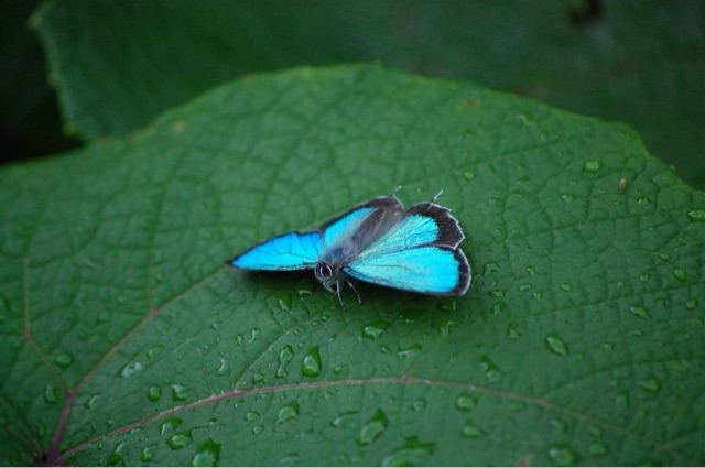 f:id:coruri:20150401204446j:plain