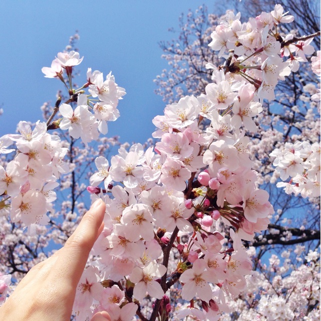 f:id:coruri:20150402145229j:plain