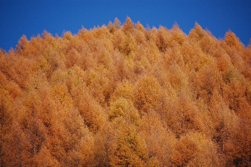 f:id:coruri:20150826092605j:plain