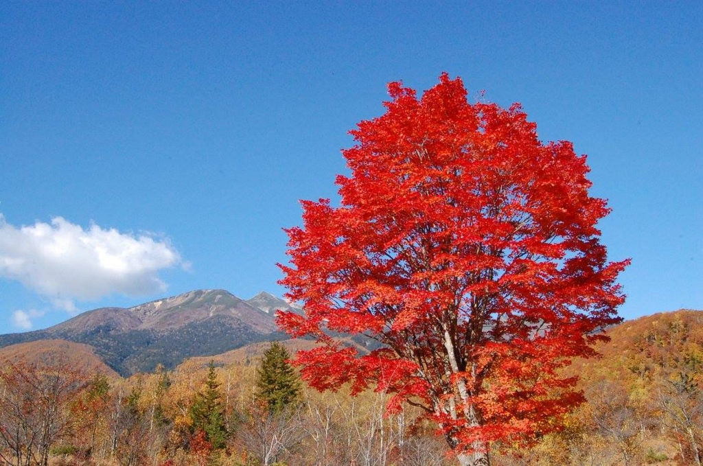 f:id:coruri:20151018225928j:plain