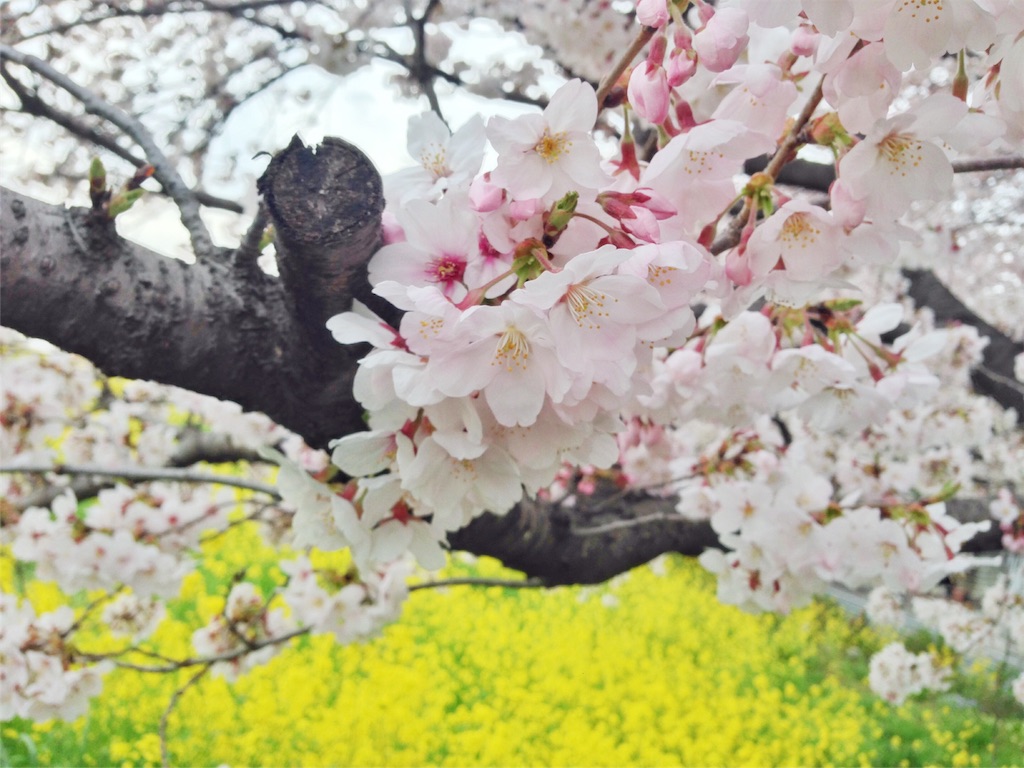 f:id:coruri:20160404205748j:image