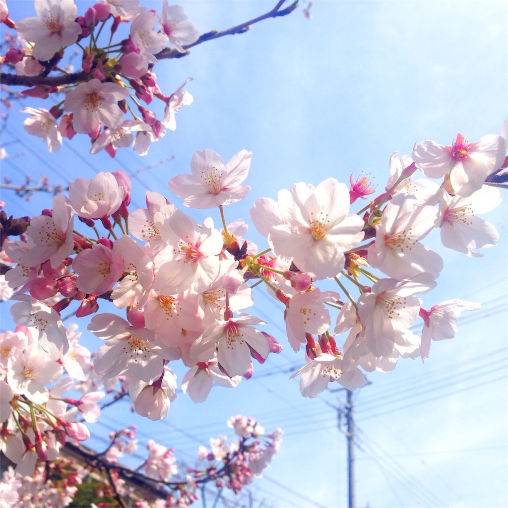 f:id:coruri:20160404210604j:plain